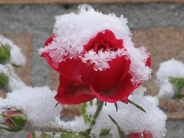 В Хорватии недалеко от побережья Адриатики выпал снег В Хорватии недалеко от побережья Адриатики выпал снег