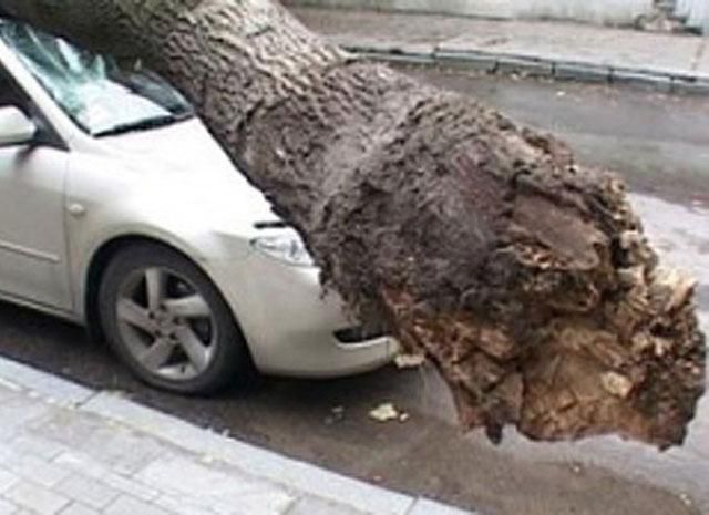 В Києві дерево впало на "Мерседес" (Фото)
