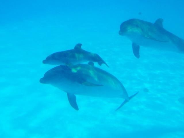 Відео дня: В одеському дельфінарії народилося дельфінятко