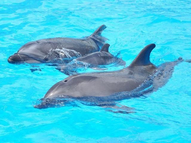 Одеський дельфінарій поповнився новонародженим (Фото)