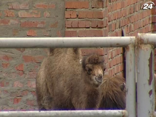 У Харківському зоопарку народилося верблюденя (Відео)