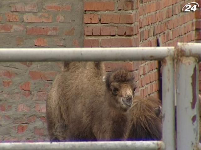 В Харьковском зоопарке родился верблюжонок (Видео)