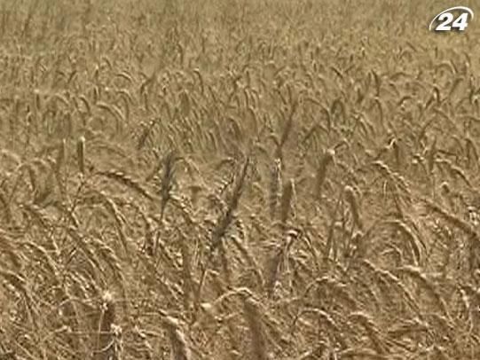 Цього року Україна збере 19 млн т озимої пшениці, - синоптики