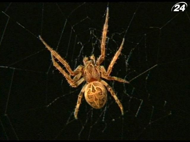 Нашествие мостовых пауков на Гамбург: что притягивает их в город (Видео) Нашествие мостовых пауков на Гамбург: что притягивает их в город (Видео)