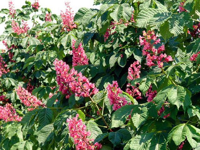 Каштани для Хрещатику підмінили італійці Каштани для Хрещатику підмінили італійці