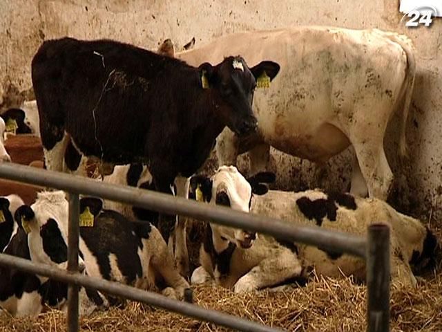 В Украине становится все сложнее реализовывать скот