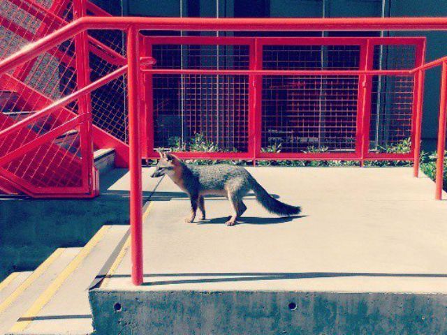 В штаб-квартире Facebook поселились четыре лисички (Фото) В штаб-квартире Facebook поселились четыре лисички (Фото)