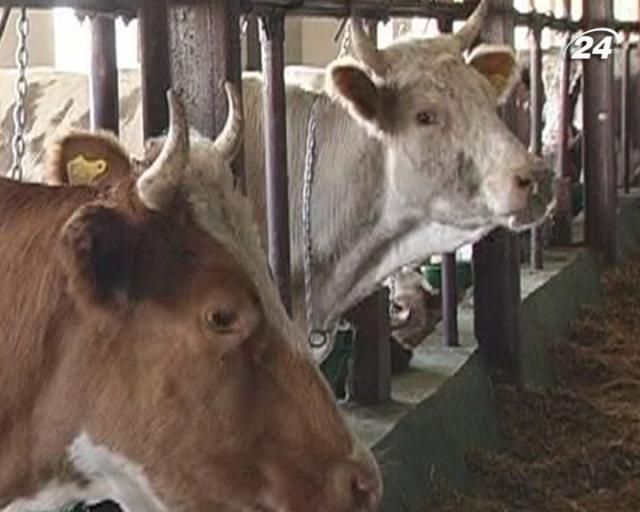 Государственное регулирование цен на молоко приведет к коллапсу Государственное регулирование цен на молоко приведет к коллапсу