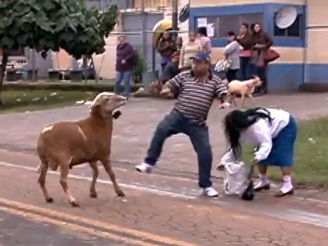 Возле бразильского Сан-Паулу злой козел нападал на прохожих (Видео)