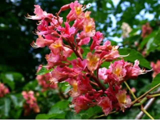 Итальянцы пересадят каштаны в центре Киева за 1 евро Итальянцы пересадят каштаны в центре Киева за 1 евро