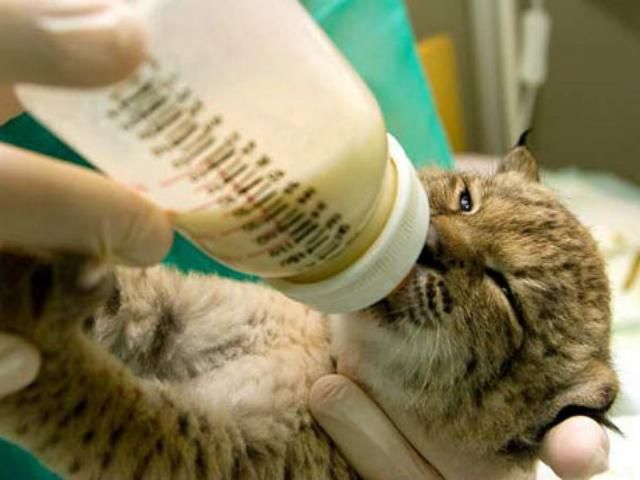 В столичном зоопарке родился рысенок В столичном зоопарке родился рысенок