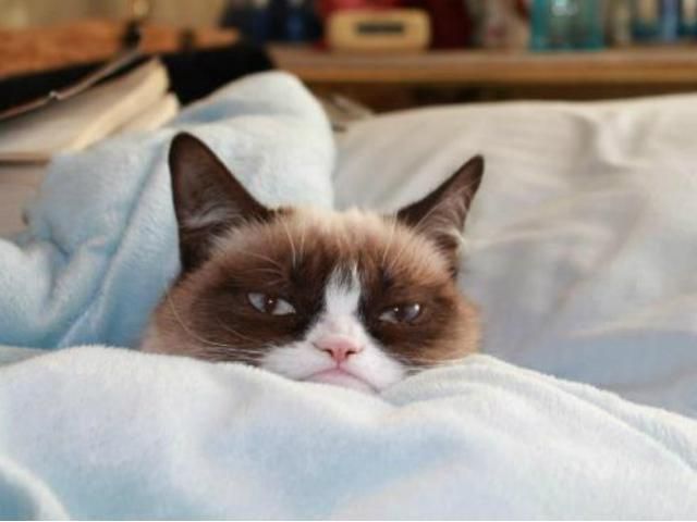 Про "злого" кота знімуть фільм Про "злого" кота знімуть фільм