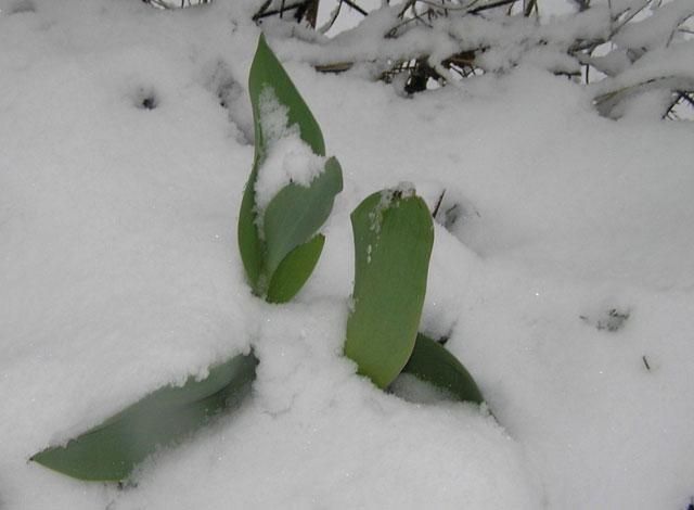 У російському місті Кемерово 1 червня випав сніг (Відео) У російському місті Кемерово 1 червня випав сніг (Відео)