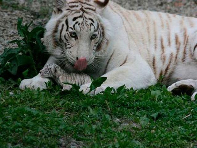 Тигрюля родила 3 тигрят Тигрюля родила 3 тигрят