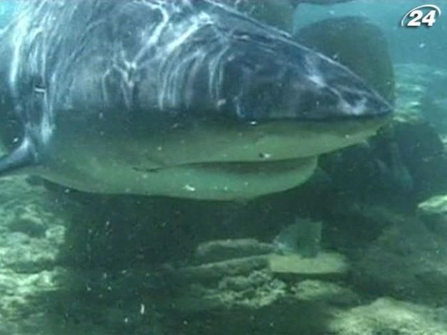 Акулы не любят есть людей, - специалист Акулы не любят есть людей, - специалист