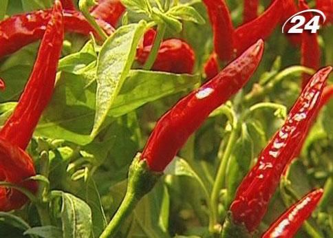 Как изготавливают соус чили (Видео) Как изготавливают соус чили (Видео)