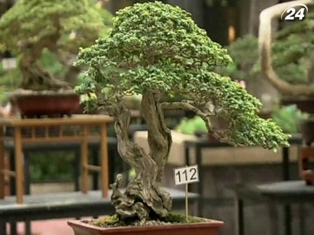 На Филиппинах показали самые красивые карликовые деревья в мире (Видео) На Филиппинах показали самые красивые карликовые деревья в мире (Видео)