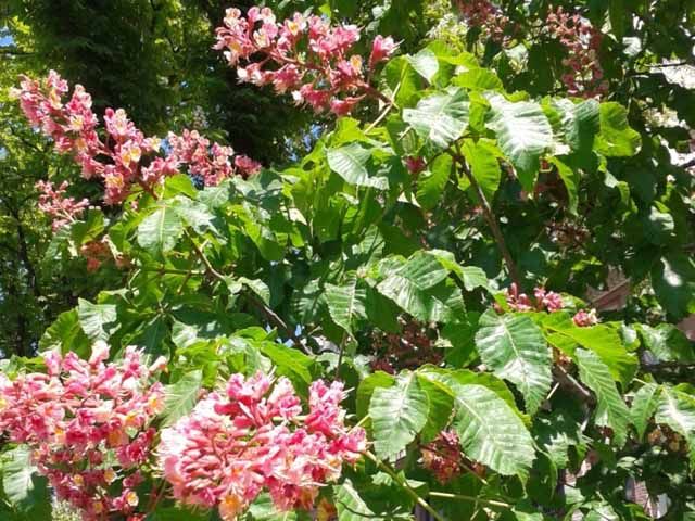 До столиці вивчати ситуацію з каштанами приїдуть італійці До столиці вивчати ситуацію з каштанами приїдуть італійці