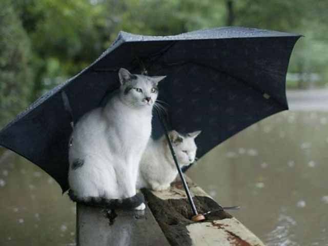 Сьогодні у Києві до кінця дня грози та шквали Сьогодні у Києві до кінця дня грози та шквали