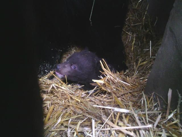 В киевском зоопарке медвежонок убежал из вольера (Фото) В киевском зоопарке медвежонок убежал из вольера (Фото)