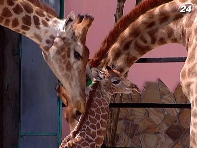 Кримський сафарі-парк уперше показав новонароджене жирафеня (Відео) Кримський сафарі-парк уперше показав новонароджене жирафеня (Відео)