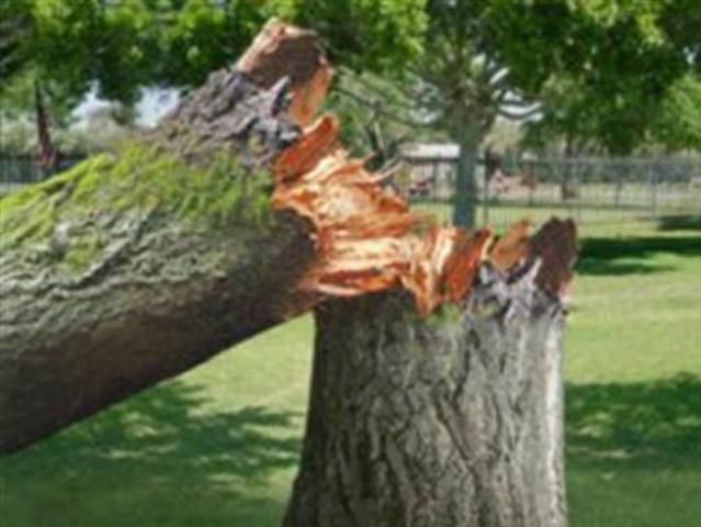 В Киеве на иномарку упало дерево В Киеве на иномарку упало дерево