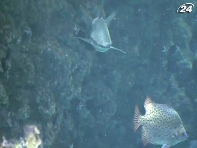 Огромный акулий океанарий откроют в Монако