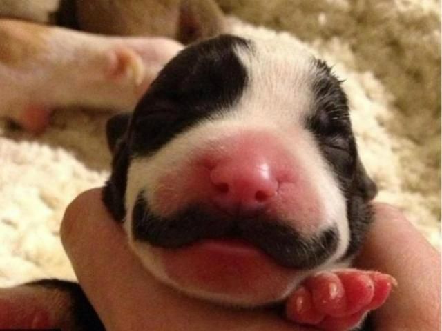 "Вусате" цуценя стало інтернет-сенсацією (Фото) "Вусате" цуценя стало інтернет-сенсацією (Фото)