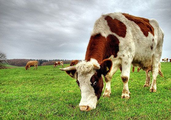 Азербайджанській корові виписали штраф Азербайджанській корові виписали штраф