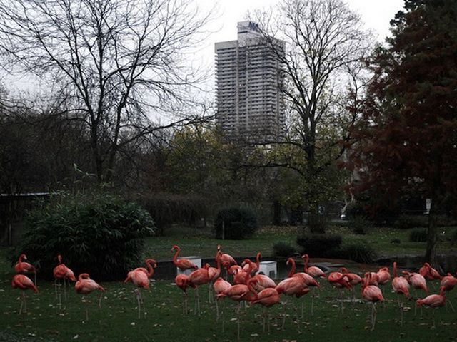 Будни диких животных в зоопарке (Фото) Будни диких животных в зоопарке (Фото)