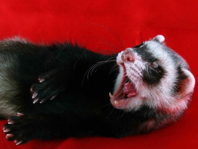 В Челябинске открыли отель для хорьков В Челябинске открыли отель для хорьков