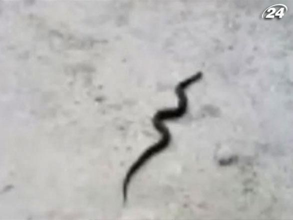 Цьогоріч змії трапляються на кожному кроці, - лісники Цьогоріч змії трапляються на кожному кроці, - лісники