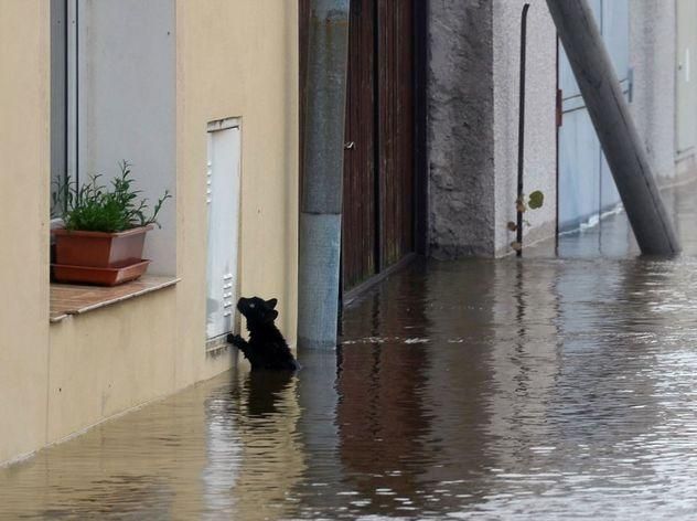 Українські рятувальники готові до повені на Дунаї та евакуації населення Українські рятувальники готові до повені на Дунаї та евакуації населення