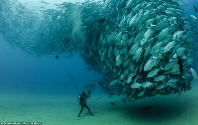 Невероятные фото, снятые под водой