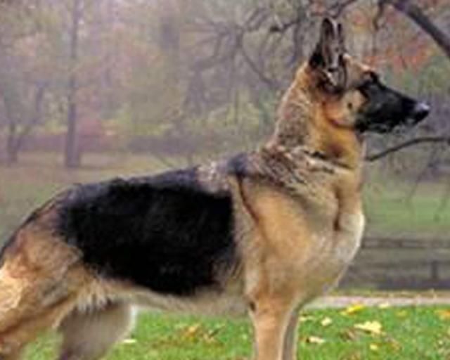 В Іспанії німецька вівчарка отримала золоту медаль за відвагу В Іспанії німецька вівчарка отримала золоту медаль за відвагу