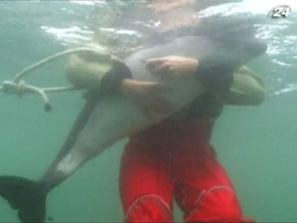 Зловити рибу, аби відпустити її - морська професія (Відео) Зловити рибу, аби відпустити її - морська професія (Відео)