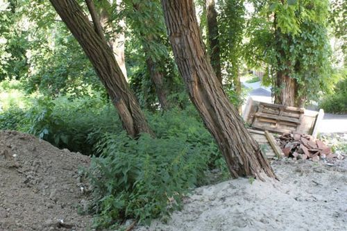 Голосеевский парк уничтожают, - киевляне (Фото)