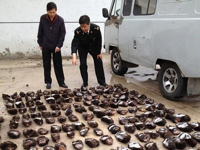 Россияне незаконно пытались перевезти более 200 медвежьих лап в Китай (Фото)