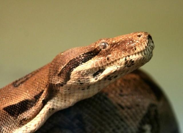 Мужчина героически вступил в поединок с удавом, чтобы спасти кота (Видео) Мужчина героически вступил в поединок с удавом, чтобы спасти кота (Видео)