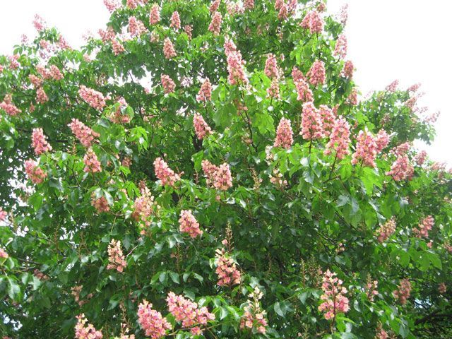 Італійці кажуть, що не винні в помилці з каштанами Італійці кажуть, що не винні в помилці з каштанами