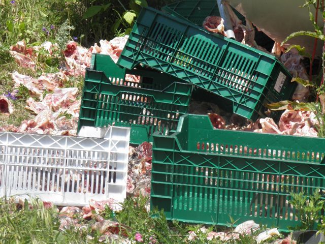 20 тон курячих тушок розсипалися по дорозі 20 тон курячих тушок розсипалися по дорозі