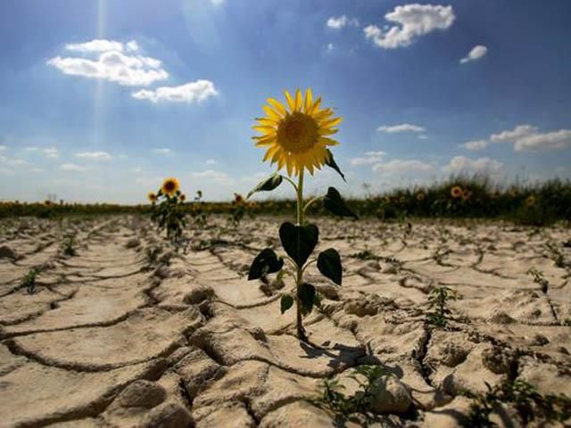 Почти 400 миллионов убытков нанесла Крыму засуха Почти 400 миллионов убытков нанесла Крыму засуха