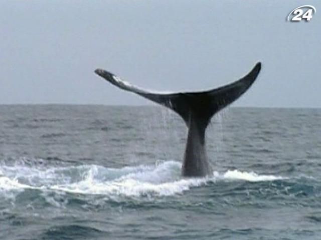 Активисты-природолюбы показывают "сафари" на китов