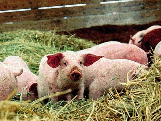 Україна заборонила ввіз білоруських свиней