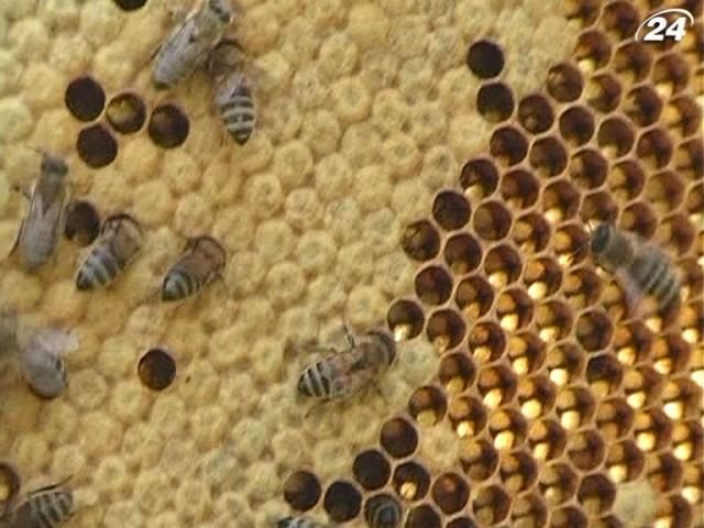 На Закарпатье и в Крыму - сезон медосбора На Закарпатье и в Крыму - сезон медосбора