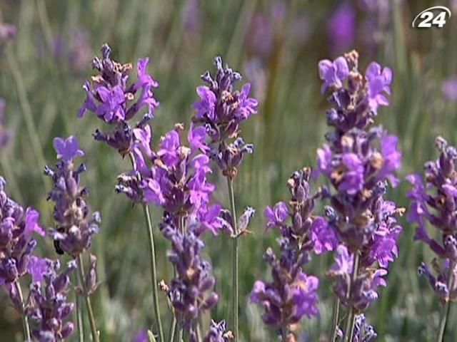В Крыму устроили "лавандовый" фестиваль В Крыму устроили "лавандовый" фестиваль