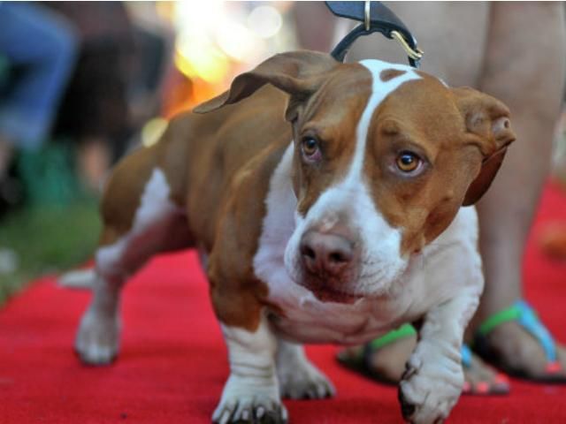 В США выбрали самую уродливую собаку В США выбрали самую уродливую собаку