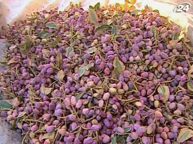 Сирі фісташки виглядають, як виноград Сирі фісташки виглядають, як виноград