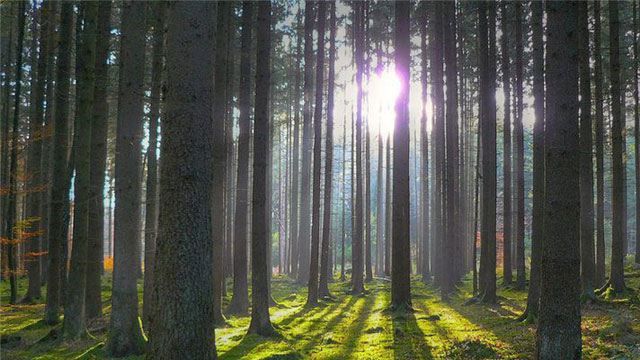 В Крыму будут брать налог за хождение в лес В Крыму будут брать налог за хождение в лес