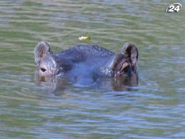 Мисливець на бегемотів - одна з найнебезпечніших професій Африки Мисливець на бегемотів - одна з найнебезпечніших професій Африки